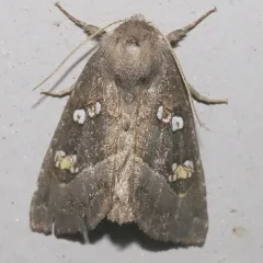 Stalk Borer Moth thumbnail 2