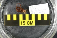 Common Northern Feather Star thumbnail 3