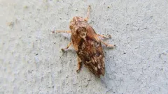 Boreal Spittlebug thumbnail 4