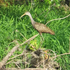 Limpkin thumbnail 6