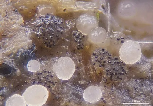 Saccobolus verrucisporus