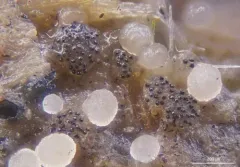 Saccobolus verrucisporus thumbnail 1