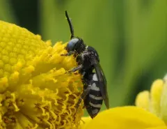 Variable Longhorn-Cuckoo thumbnail 4