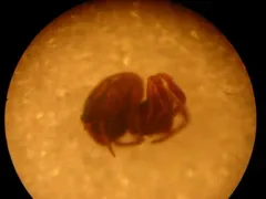 Gertschanapis shantzi thumbnail 2