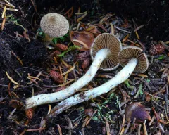 Cortinarius angelesianus thumbnail 2