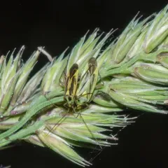 Two-spotted Grass Bug thumbnail 2