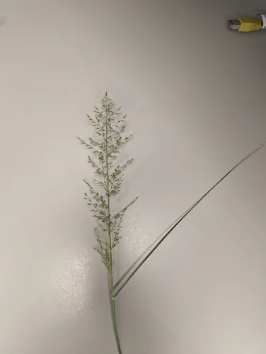stinkgrass