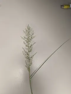 stinkgrass thumbnail 1