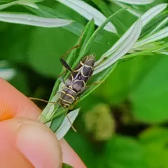 Split-necked Neoclytus thumbnail 2