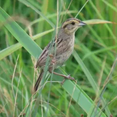 Nelson's Sparrow thumbnail 3