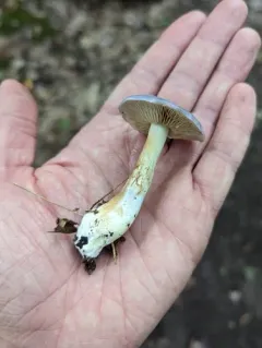 Cortinarius iodeoides thumbnail 2