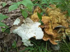Laeticutis cristata thumbnail 2