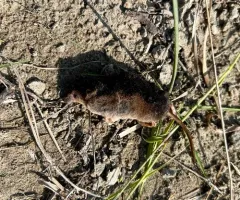 Arctic Shrew thumbnail 3