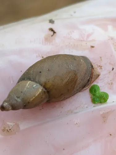 Flat-whorled Pond Snail