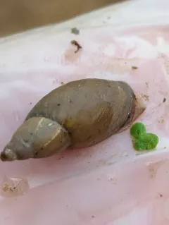 Flat-whorled Pond Snail thumbnail 1