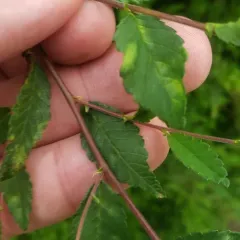 Taphrina ulmi thumbnail 3