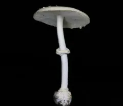 Small Funnel-Veil Amanita thumbnail 3