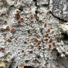 Eastern Ragged-rim Lichen thumbnail 1