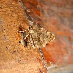 Guenée's Carpet Moth thumbnail 2