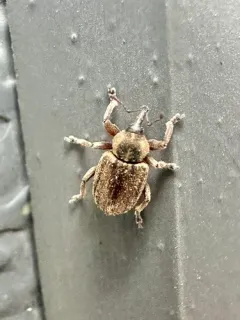 Clover Head Weevil thumbnail 3