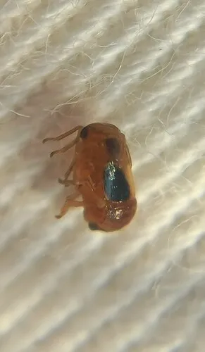 Bruchomorpha jocosa