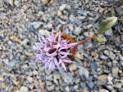 serpentine monardella thumbnail 3