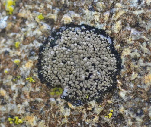 Boreal Single-spored Map Lichen