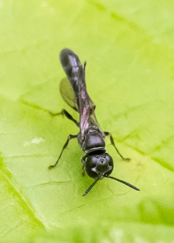 Trypoxylon clavicerum