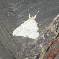 Joined Underwing Moth thumbnail 4