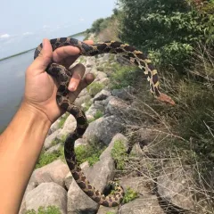 Eastern Foxsnake thumbnail 2