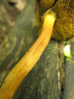 Boletus fraternus thumbnail 2