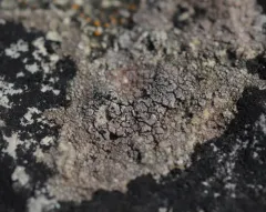 Hymenelia heteromorpha thumbnail 4