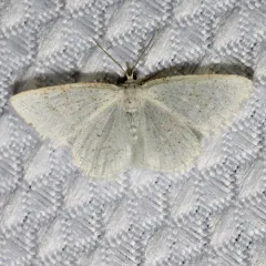 Virgin Moth thumbnail 3