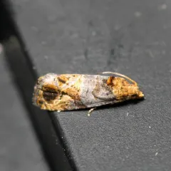 Grape Berry Moth thumbnail 1