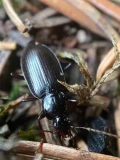 Calathus advena thumbnail 3