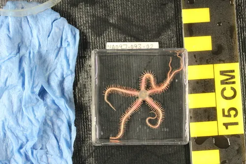 Ophiopholis bakeri