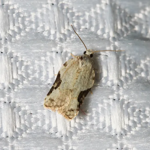 Bent-winged Acleris Moth