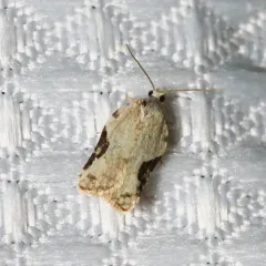 Bent-winged Acleris Moth thumbnail 1