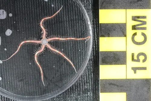 Long-spined Brittle Star