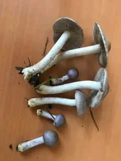 Inocybe ionocephala thumbnail 4