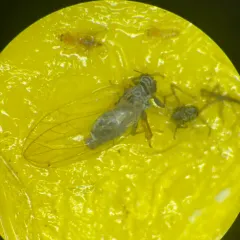 Potato Psyllid thumbnail 4