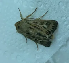 Antler Moth thumbnail 2