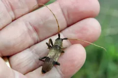 Living-hickory Borer thumbnail 3