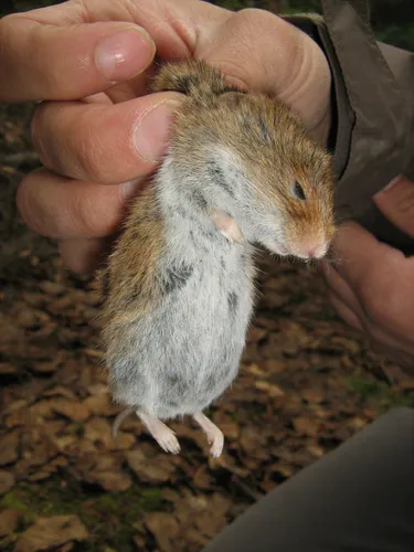 Eastern Heather Vole