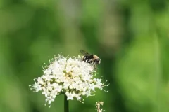 Harvey's Pond Fly thumbnail 2