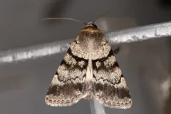 Sympistis extremis thumbnail 2