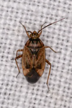 European Tarnished Plant Bug thumbnail 1