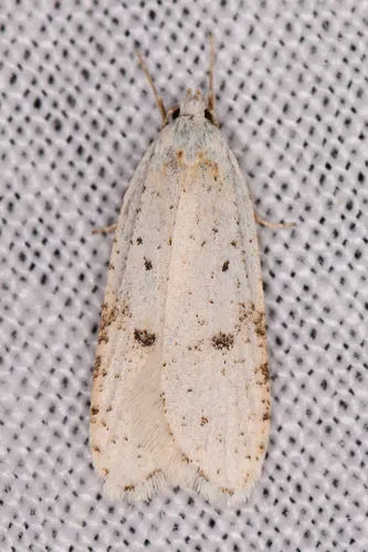 Exaeretia nivalis