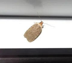 Agonopterix nigrinotella thumbnail 1