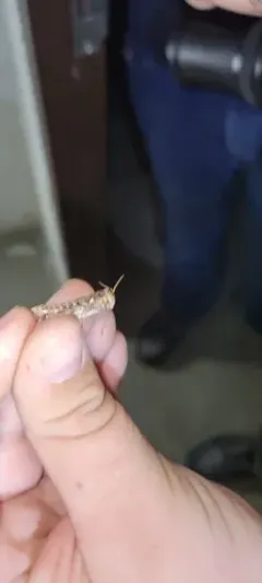 Melanoplus trinitense thumbnail 2